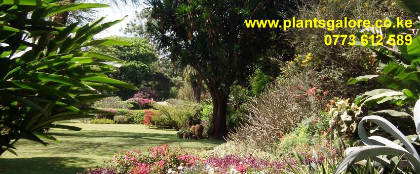 Plants Galore Kenya