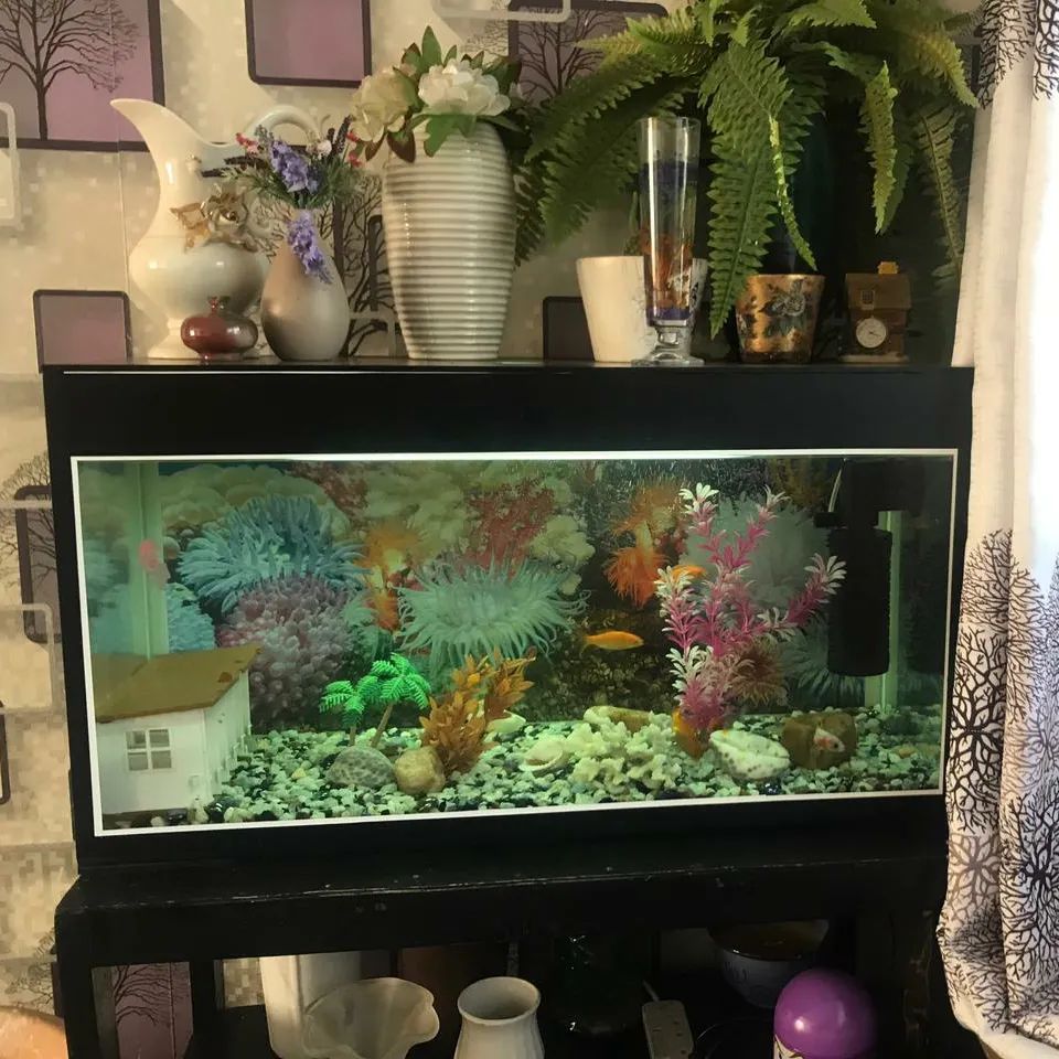 Aquanetiks Pet Shop 254