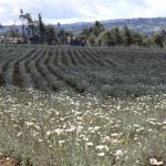 Pyrethrum Board of Kenya