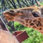 Giraffe Centre