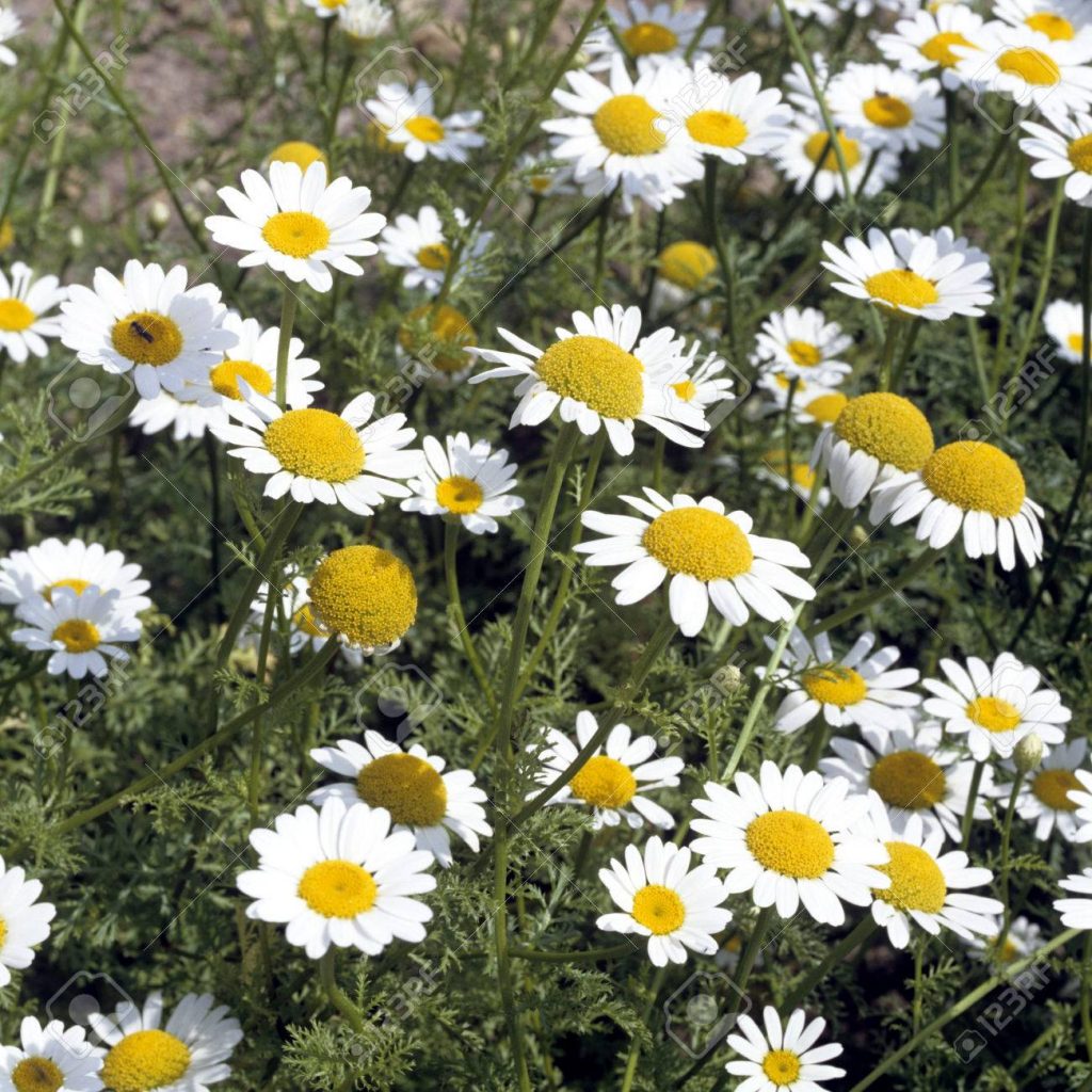 Pyrethrum Board of Kenya