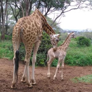Giraffe Centre