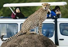 LENCHADA SAFARIS