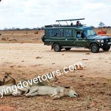 flying dove tours & Travel