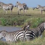LENCHADA SAFARIS