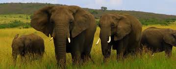Jocky Tours & Safaris