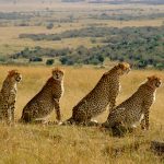 GO KENYA SAFARIS