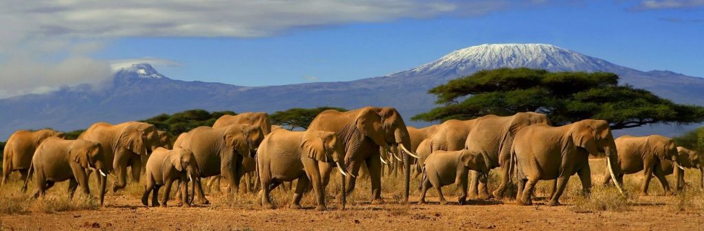 ALLPRO AFRICAN SAFARIS
