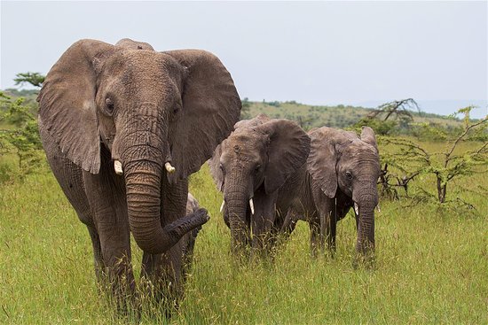 Gold Africa Tours and Travel Ltd