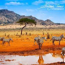 Pega Tours & Travel Agencies Ltd
