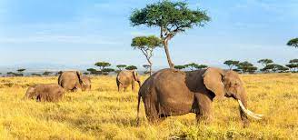 outerworld tours and safaris