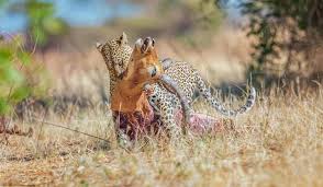 Malnodez Safaris