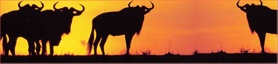Molten Rock safaris kenya